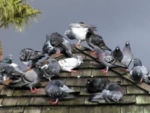 Bird Control