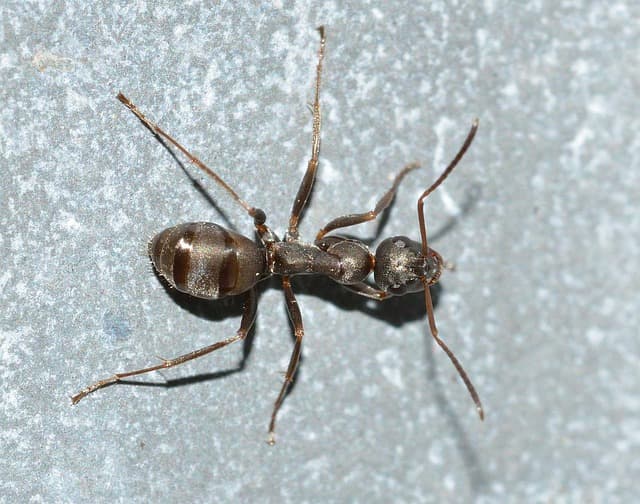 Acrobat Ant
