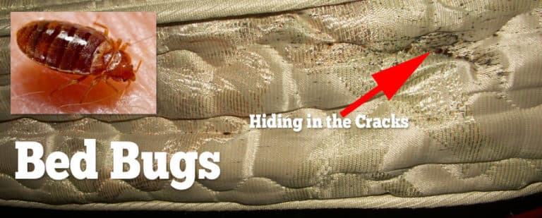 Bed Bug Solutions