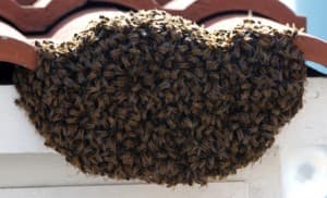 Bee removal job in Gilbert, Arizona