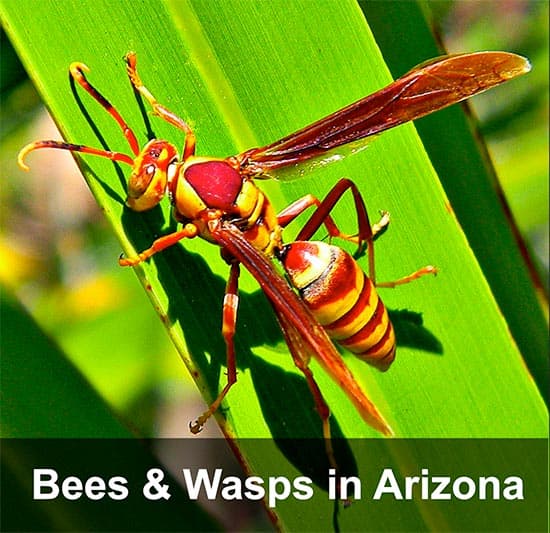 Bee Removal