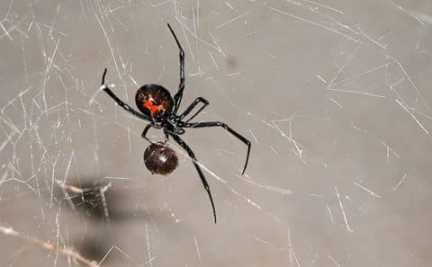 Placeholder — swap for a real Apache Junction termite job photo before launch