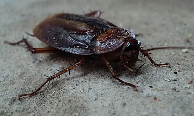 American Cockroach