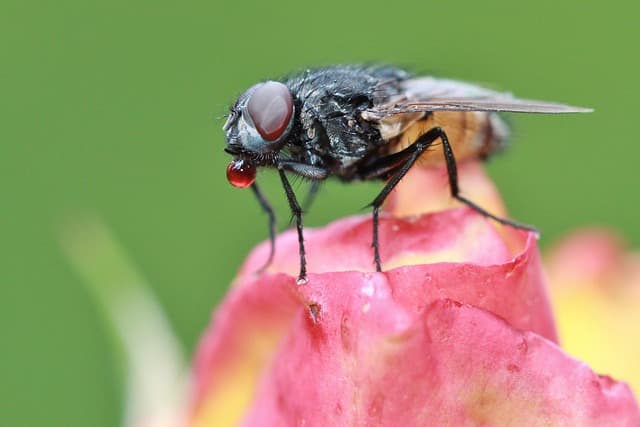 Flies