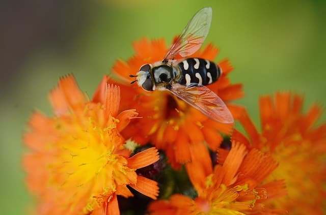 Hornets