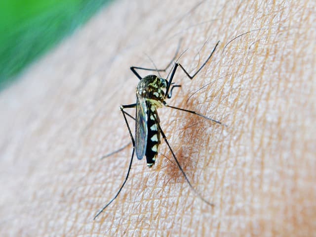 Mosquitoes