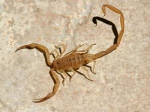 Scorpions