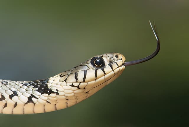 Snakes