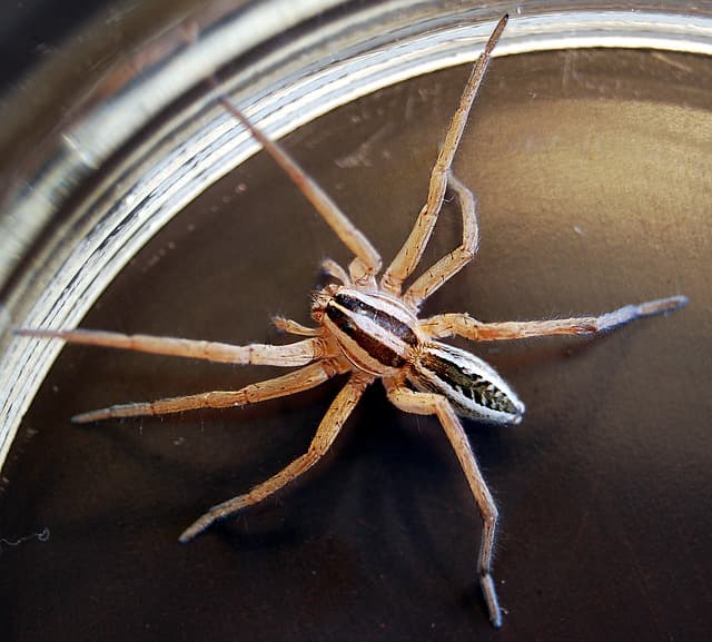 Spider