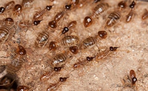 Placeholder — swap for a real Gilbert termite job photo before launch