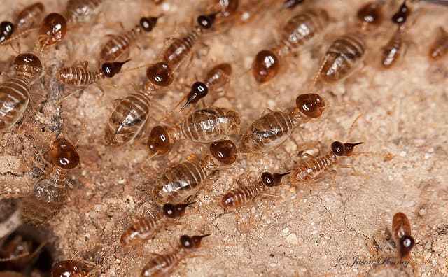 Legacy Pest Control technician at work in Arizona