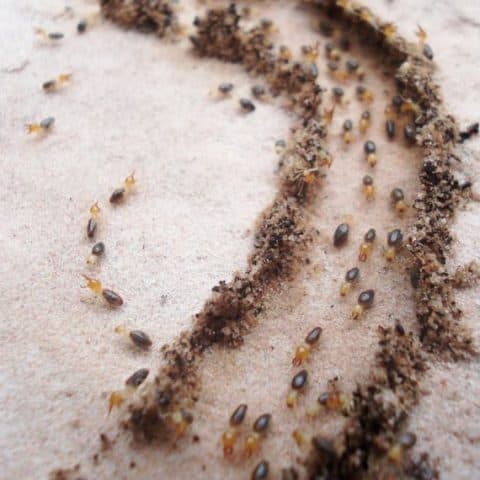 Placeholder — swap for a real Mesa termite job photo before launch